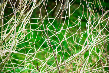 Tree branches texture in green forest as background
