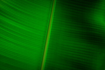 Close up of green textured banana leaf as background 