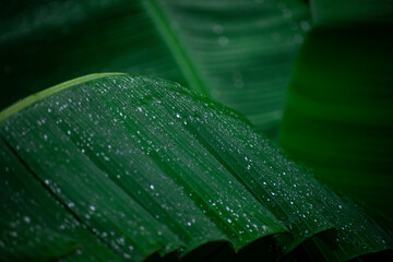Close up of some green textured wet banana leaves in the rain as background 