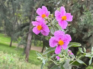 Cistus symphytifolius, wild plants, purple flowers in nature.
