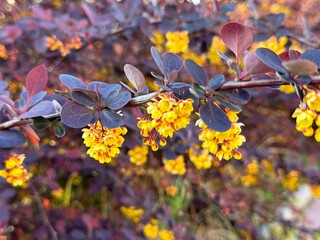 Berberys Thunberga, group of beautiful small yellow petal flowers in bloom, purple reddish leaves.
 - obrazy, fototapety, plakaty