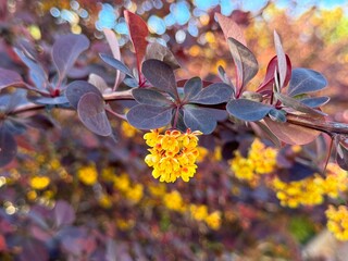Berberys Thunberga, group of beautiful small yellow petal flowers in bloom, purple reddish leaves.
