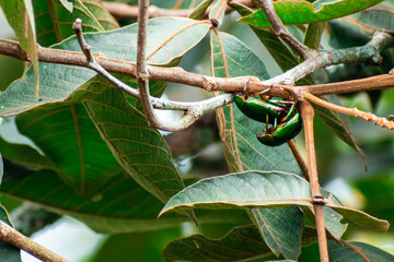 Close up of some green bugs chafer (Cetonia aurata) on green lush tree leaves in mating season