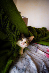 Pulling green blanket on bed in bedroom home and little cat under blanket