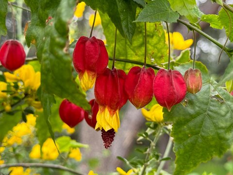 Abutilon megapotamicum (A.Spreng.) Cone plant with red and yellow petals
