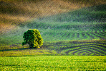Lonely tree in ploughed field - obrazy, fototapety, plakaty