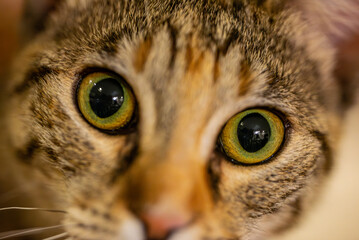 Beautiful cat portrait. Closeup animal. Cat eyes macro photo