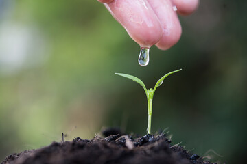 Seedlings are grown with women's hands were watering.