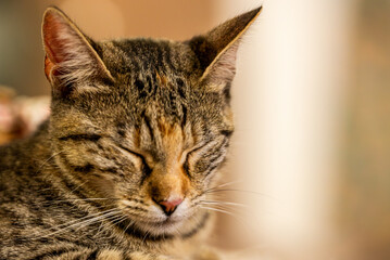 portrait of a cat sleeping