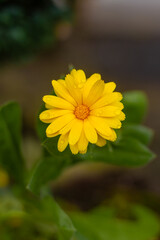 Árnica
Arnica montana L.
Nombre vernáculo: árnica.
Descripción: hierba aromática siempreverde...
