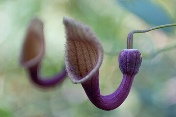 Aristolochia baetica, the Andalusian Dutchman's pipe or pipe vine.