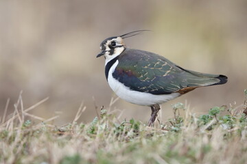 The northern lapwing (Vanellus vanellus), also known as the peewit or pewit, tuit or tewit, green plover, or pyewipe or just lapwing, is a bird in the lapwing subfamily.