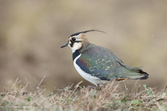 The northern lapwing (Vanellus vanellus), also known as the peewit or pewit, tuit or tewit, green plover, or pyewipe or just lapwing, is a bird in the lapwing subfamily.