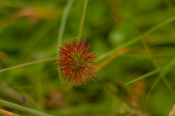 Cabeza de negro; cachorro; cadillo; cadillo carretón; cadillo correntino; cadillo tigre; espolón; guizazo; morado; mozote (de caballo); pasto camelo; pasto roseta; pega- pega; roseta; tembuque cadillo