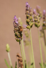 Abeja polinizando