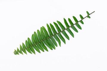 Fern leaf isolated on white background, clipping path material