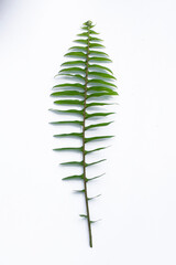 Fern leaf isolated on white background, clipping path material