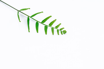 Fern leaf isolated on white background, clipping path material