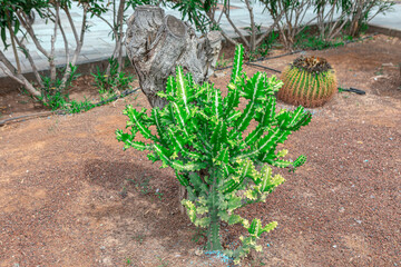 Cactus plant in the botanical garden. Growing tropical plants 