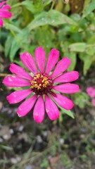 Obraz premium Zinia anggun or Zinnia elegans flower