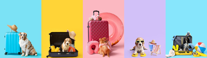 Set of adorable dogs with beach accessories and suitcases on color background