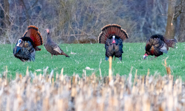 Flock of turkeys