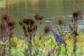blue heron in the grass