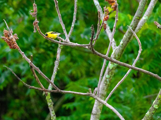Goldfinch perched in tree