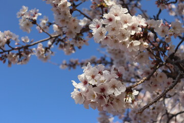 cherry blossom