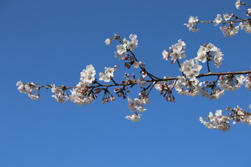 cherry blossom