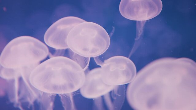 Glowing jellyfish underwater - steady, close up