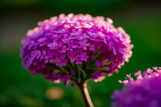The image shows a close-up of a bunch of purple flowers, some with blooms fully open and others still in bud.  There are also green stems and leaves visible.