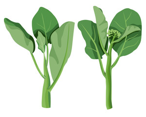 Fototapeta na wymiar Gai Lan, Kai-Lan, Kai Lan, Chinese Broccoli, Chinese Kale, hand drawn vector illustration isolated
