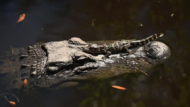 Alligator with a baby on its nose