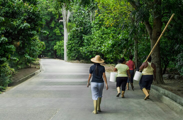 Fields of Strength: Women Farmers walking the path of cocoa harvest at Chuao Venezuela