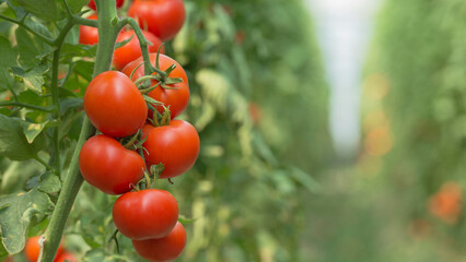 The tomato is the edible berry of the plant Solanum lycopersicum, commonly known as the
 tomato...