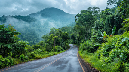 The mountain road is sheltered by rainforest