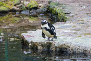 pingwin zoo oliwa Gdańsk 