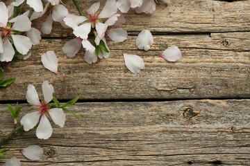 Beautiful spring tree blossoms and petals on wooden table, flat lay. Space for text