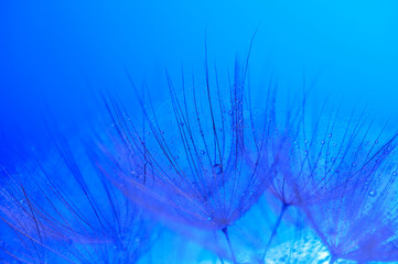 Water drops on a parachutes dandelion on a beautiful blue.7