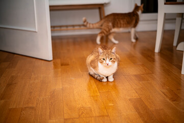 Domestic cat with dilated pupils and playful attitude in the center of the room.