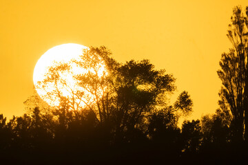 Sun rises behind trees in silhouette