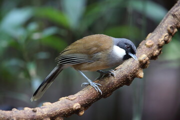 White-cheeked laughingthrush (Pterorhinus vassali) is a species of bird in the family Leiothrichidae. It is found in Cambodia, Laos and Vietnam. 