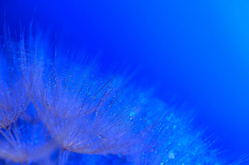 Water drops on a parachutes dandelion on a beautiful blue.6