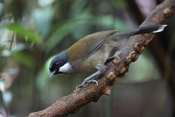 White-cheeked laughingthrush (Pterorhinus vassali) is a species of bird in the family...