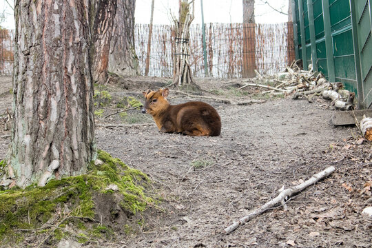 zoo, Gdańsk Oliwa