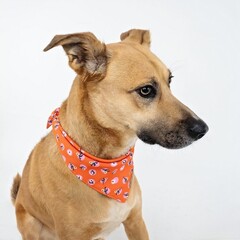 american staffordshire terrier