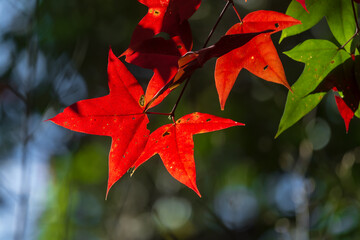 Beautiful maple leaf in nation park. Beauty of nature concept for background. - 783451540
