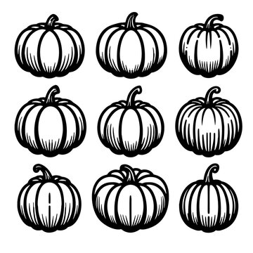 Pumpkin vector illustration of different shapes and sizes 
