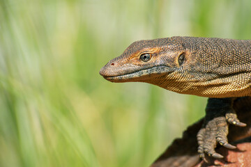 Mertens' water monitor, also called commonly Mertens's water monitor is a species of lizard in the...